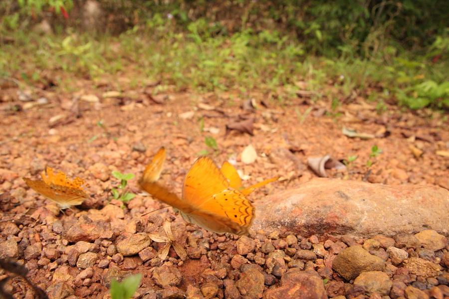 a0094850_9195258.jpg