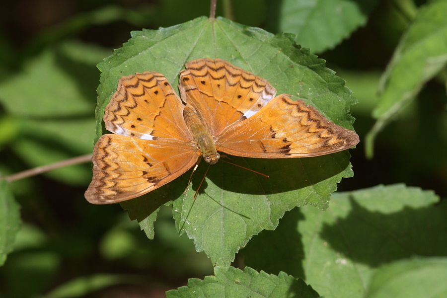 a0094850_9202155.jpg