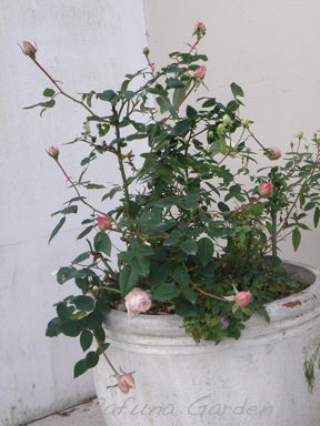 e0184558_8411728.jpg