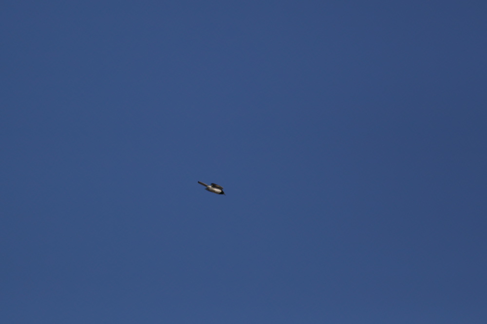 a0083081_16313360.jpg