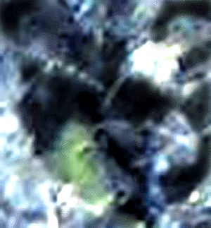 e0103408_1284391.gif