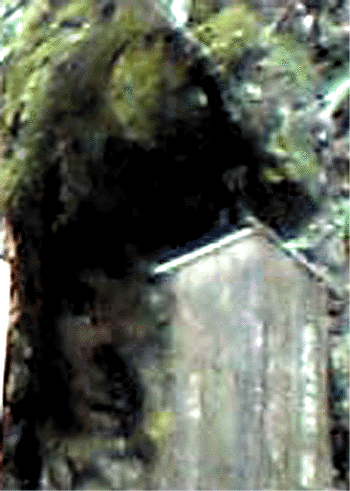 e0103408_129621.gif