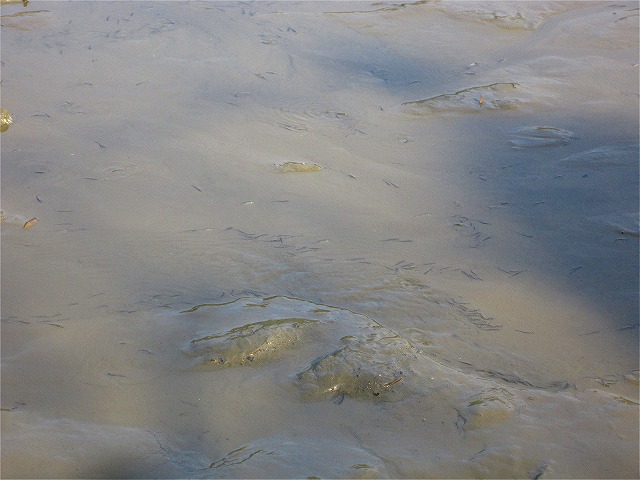 d0205917_017114.jpg
