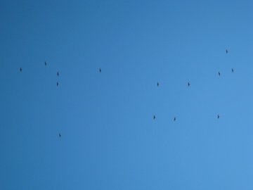 f0174481_5204039.jpg