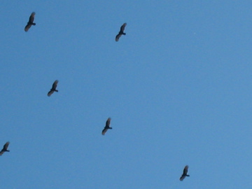 f0174481_5221186.jpg