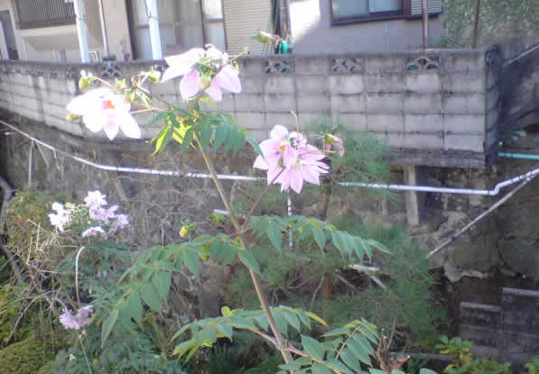 b0009103_1227108.jpg