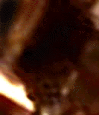 e0103408_7105711.gif