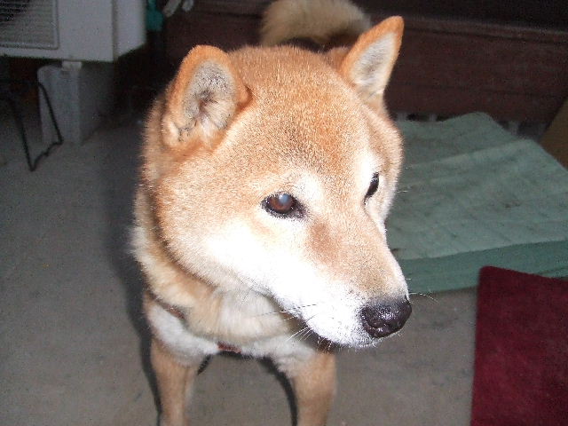 d0117011_823204.jpg