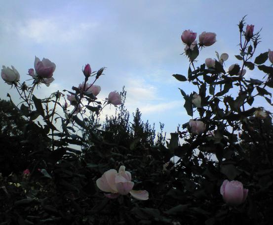 c0097620_18525742.jpg