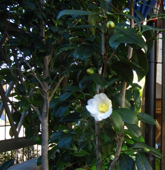 e0198839_16332650.jpg