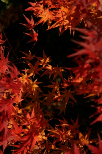 c0201257_1616105.jpg