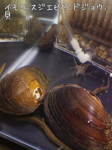 e0196473_12541029.jpg