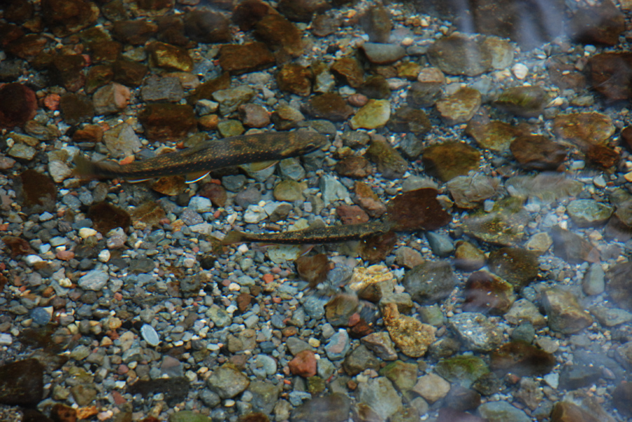 d0168417_5253483.jpg