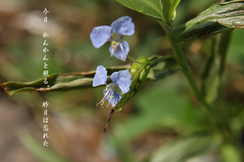 d0042827_1836093.jpg