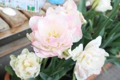 Tulip2 Tulip2