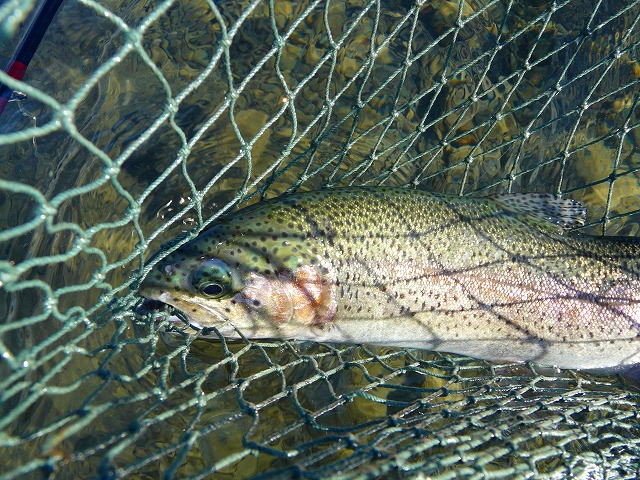 e0202393_17361286.jpg