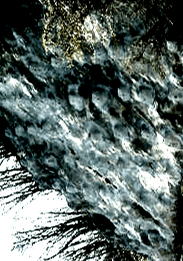e0103408_11141561.gif