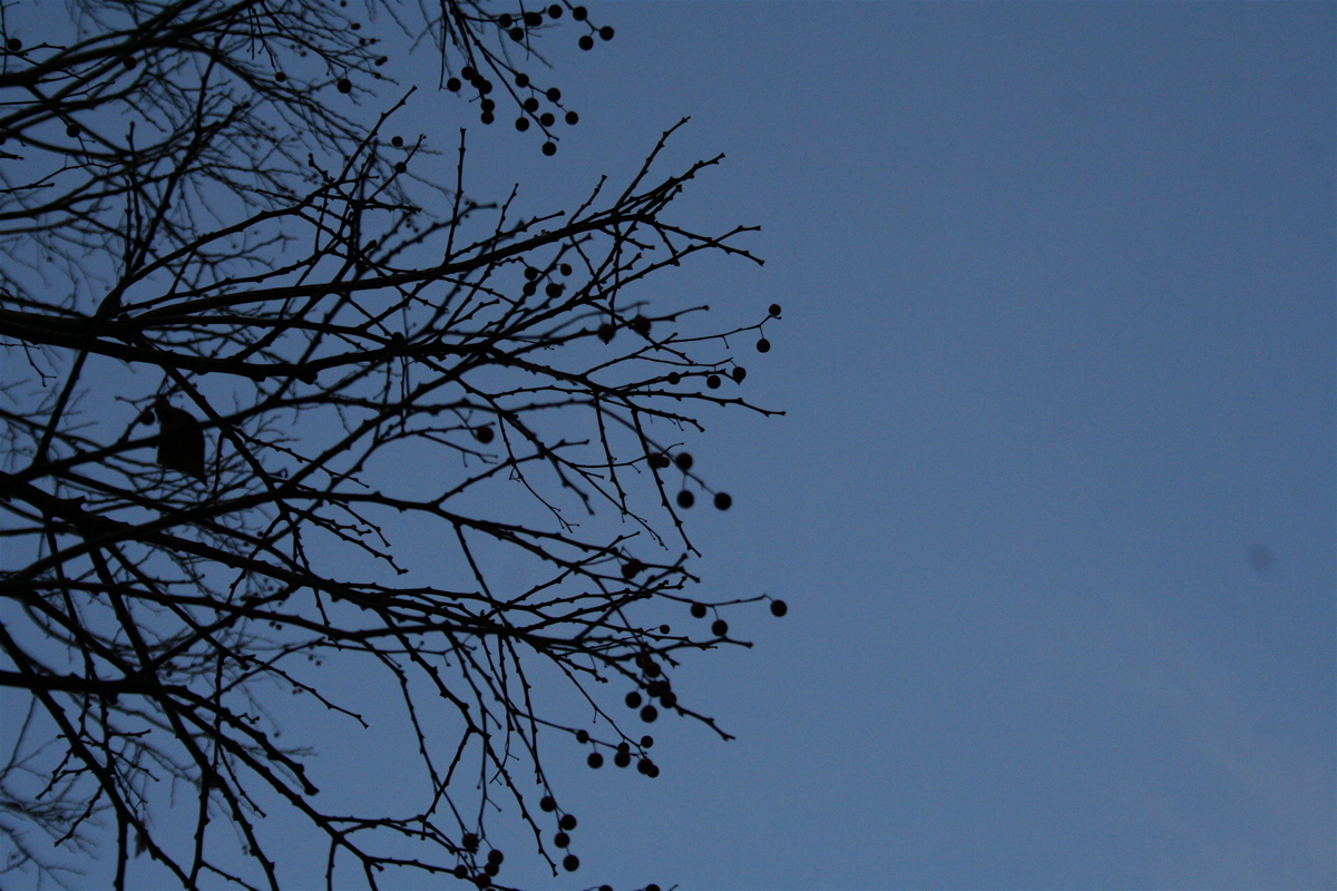 c0011009_20284115.jpg