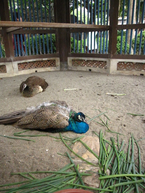 c0214628_98030.jpg