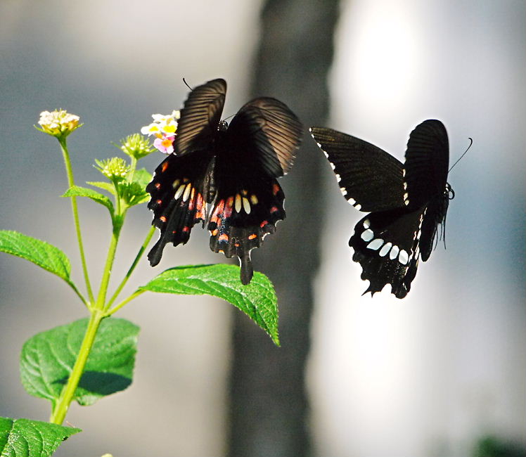 a0126632_20115210.jpg