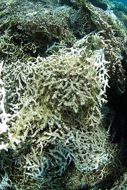 a0109187_156818.jpg