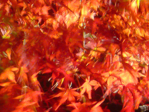 e0078187_112106.jpg