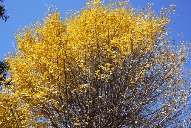 a0127090_21283499.jpg