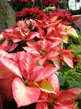 c0145209_02440100.jpg