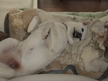 a0151727_005526.gif
