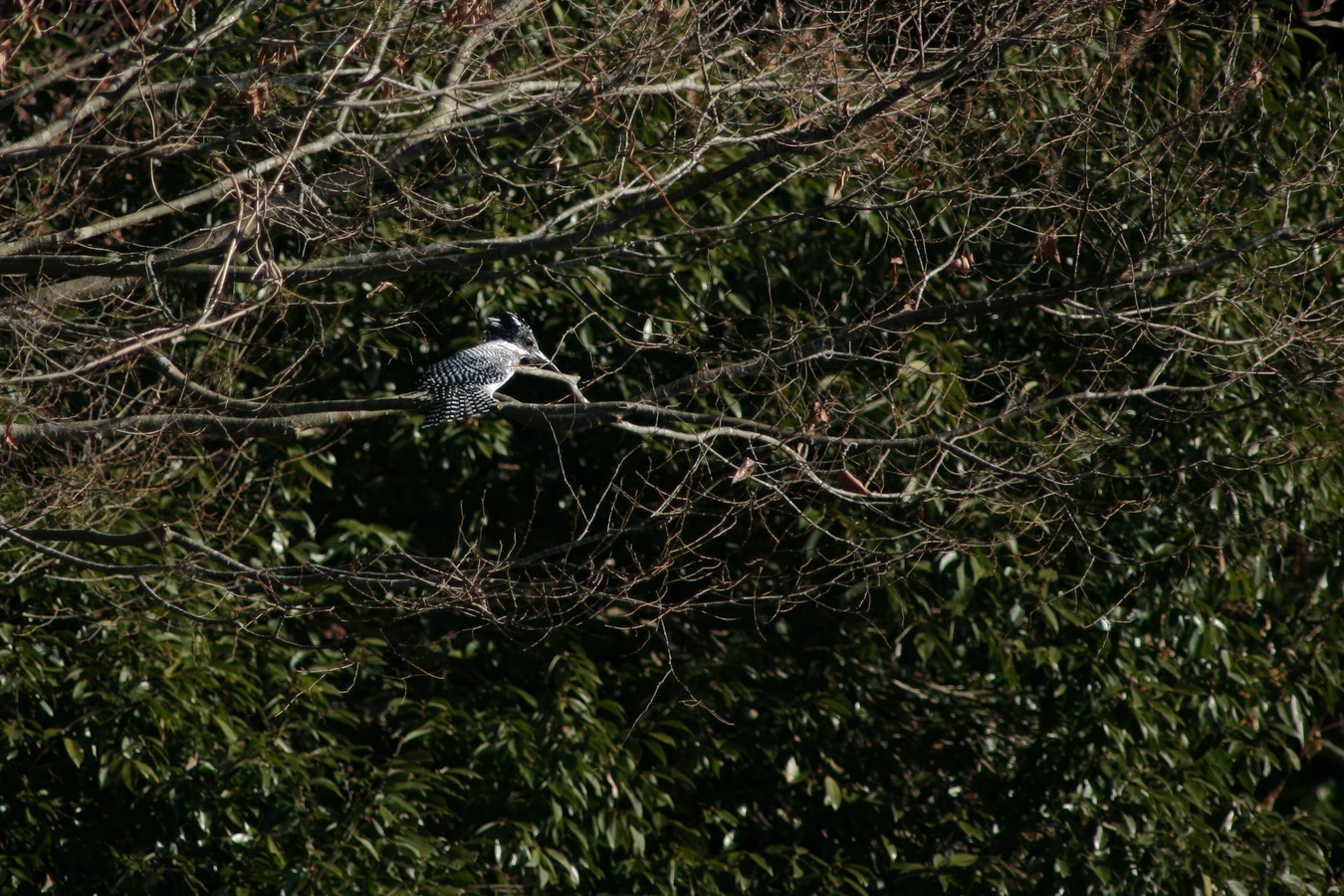 e0154134_16392518.jpg