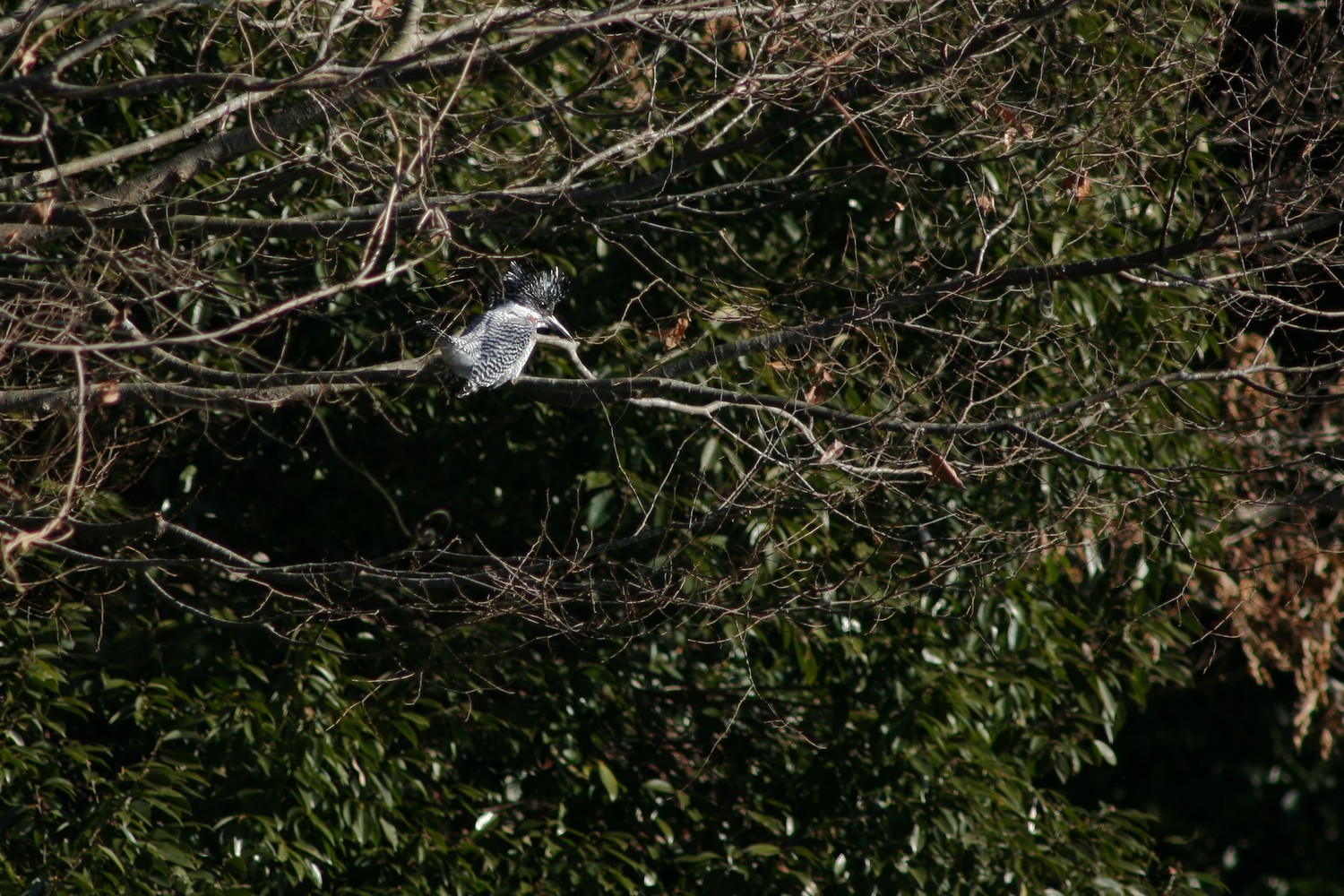 e0154134_16414664.jpg