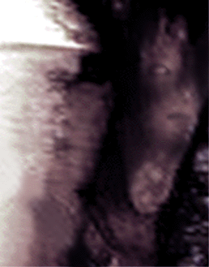e0103408_18114472.gif