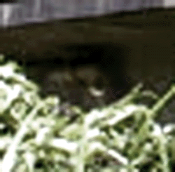 e0103408_18241245.gif