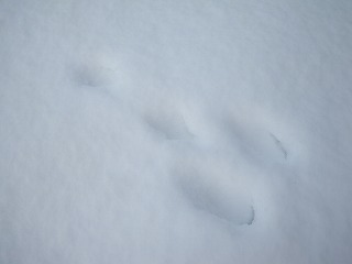 b0196837_9135294.jpg