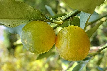 c0155185_23455565.jpg