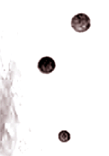 e0103408_0424170.gif