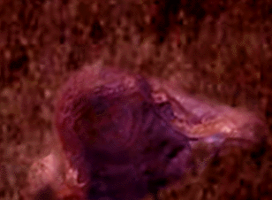 e0103408_22475563.gif