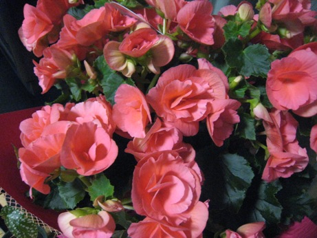 e0033301_21275687.jpg