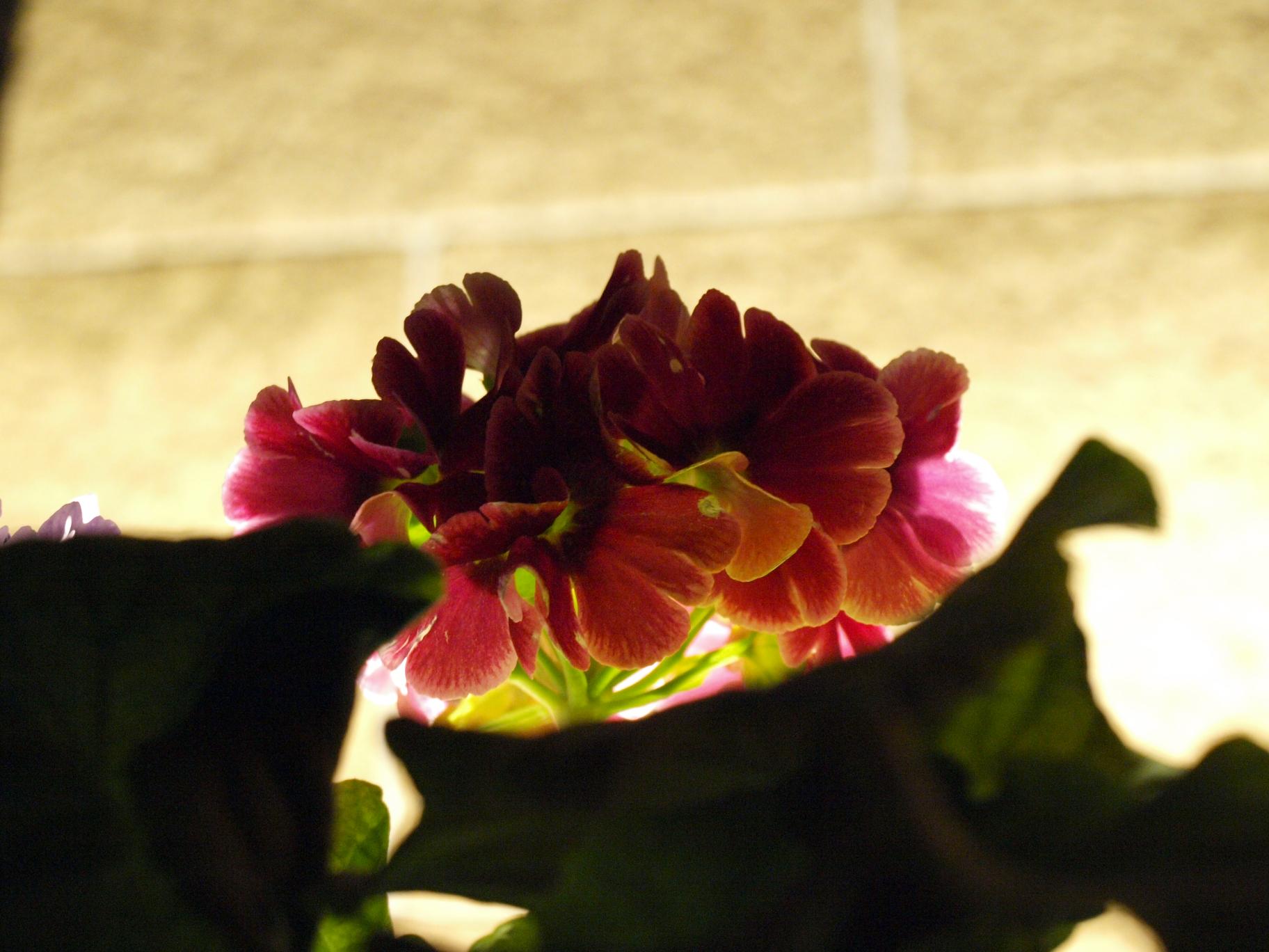 d0071507_17382676.jpg