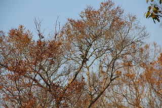 b0200747_1715270.jpg