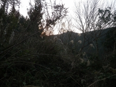 f0055264_1844920.jpg