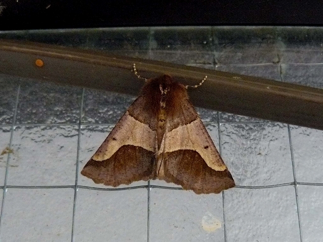 d0019074_913838.jpg