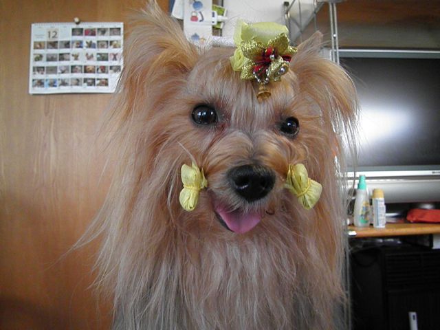 f0130894_1631267.jpg