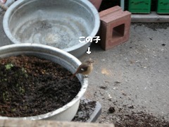c0190010_20401655.jpg
