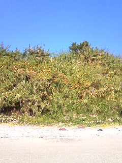 c0171349_15582750.jpg