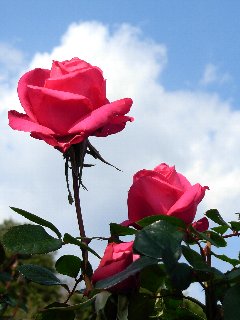 c0171349_16332430.jpg