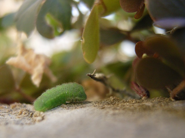b0194593_1738348.jpg