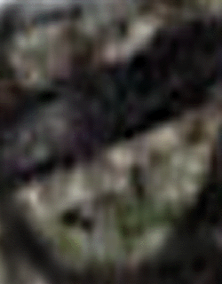 e0103408_3202593.gif