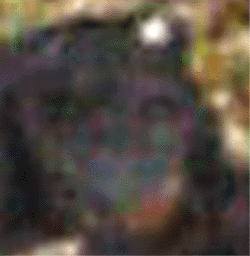 e0103408_3394636.gif