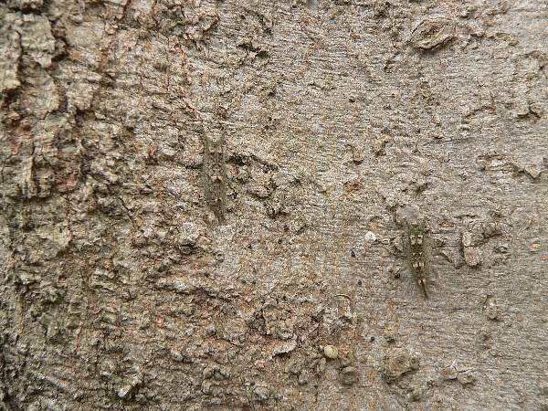 e0002314_135231100.jpg
